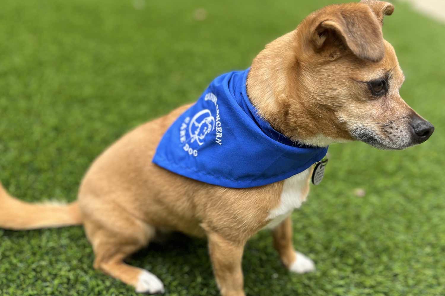 Pet Safe Carpet