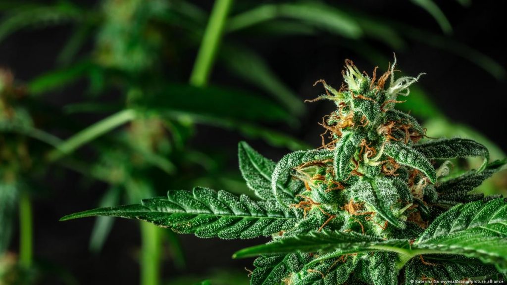 Cannabis