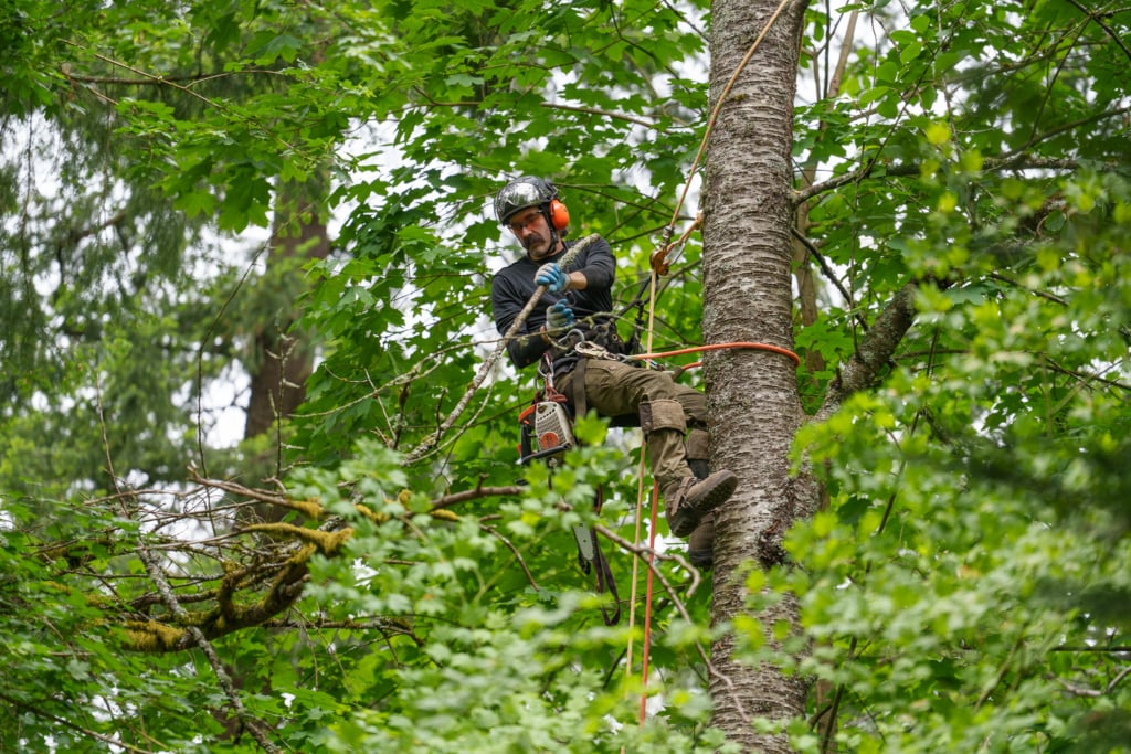 tree service in st pete